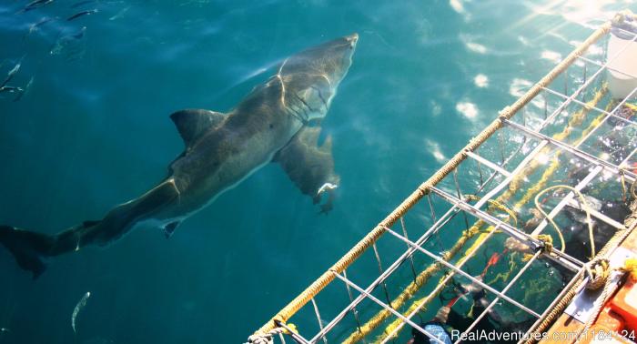 Adventure travel tours with shark cage diving