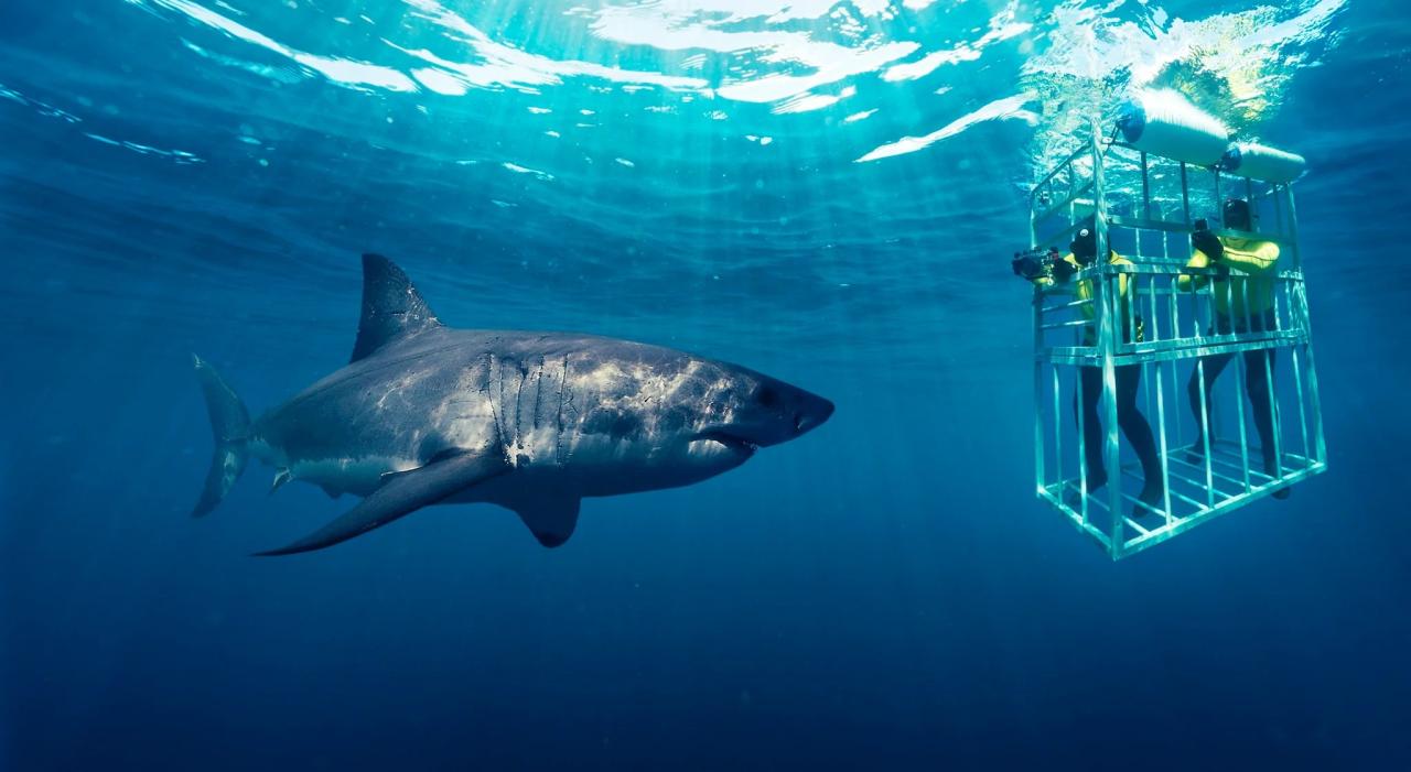 Adventure travel tours with shark cage diving